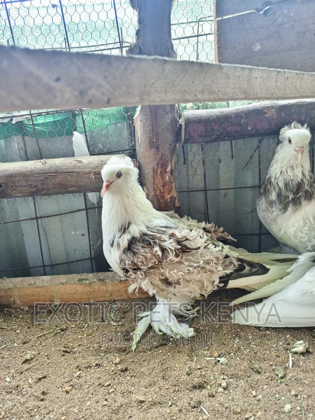 Saddle Frillback Pigeons - thumbnail 3