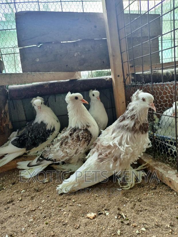 Saddle Frillback Pigeons - main view