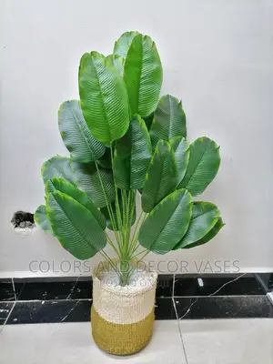 Banana Plant and Basket With Pebble Stones