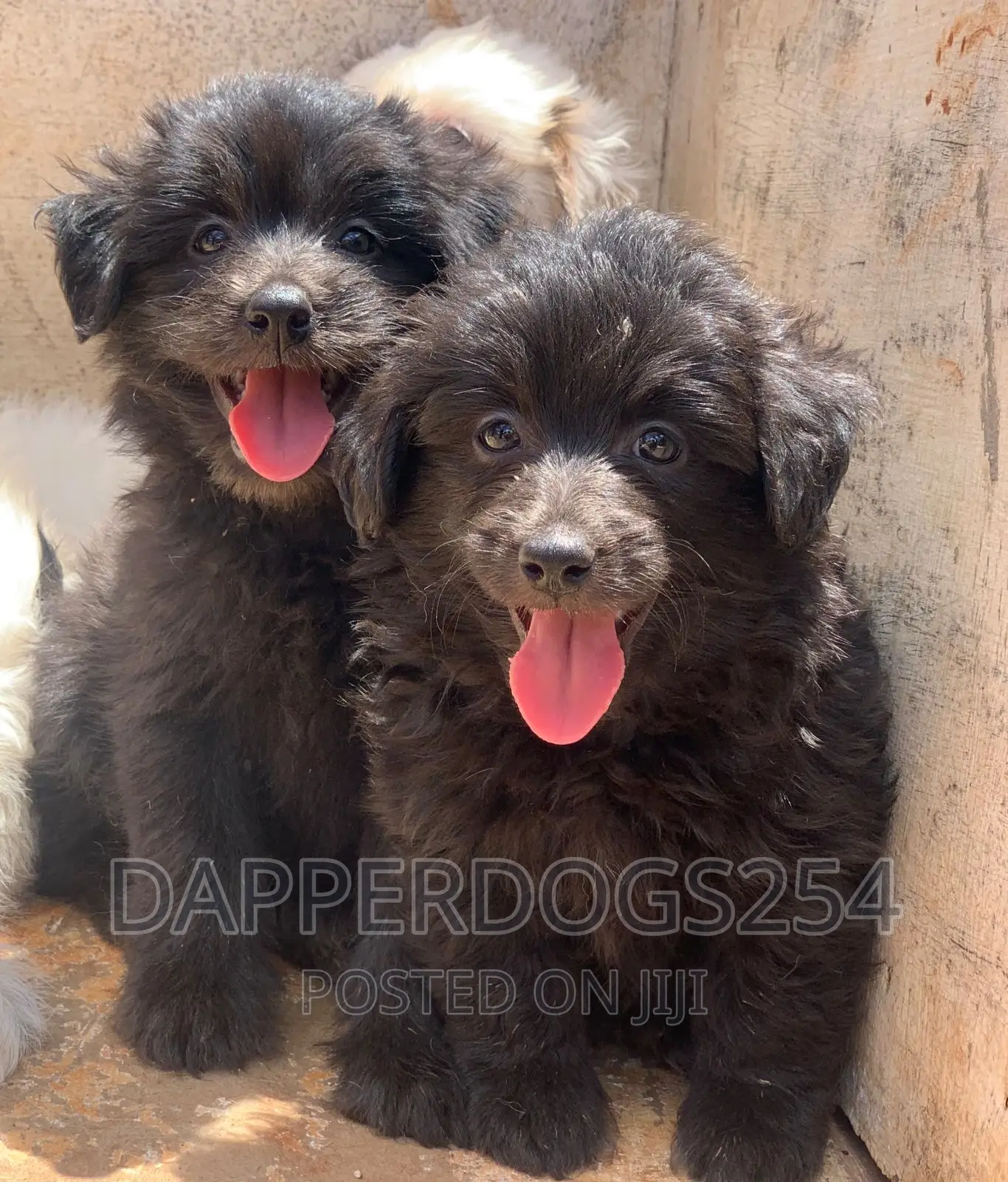 1-3 months Male Purebred Havanese