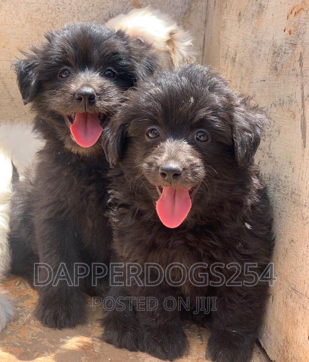 1-3 months Male Purebred Havanese