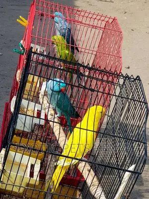 Indian Ringnecks