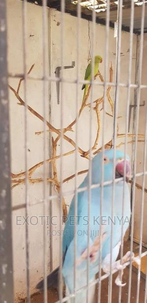 Indian Ringnecks - main view