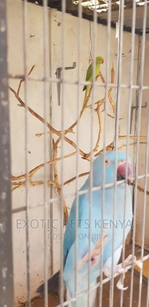Indian Ringnecks