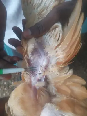 Fowl Pox Vaccine Needle