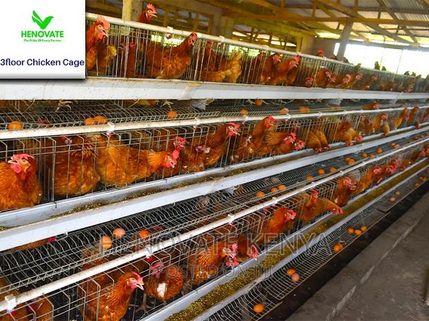 96 Hens Capacity.Chicken Layer. - thumbnail 6