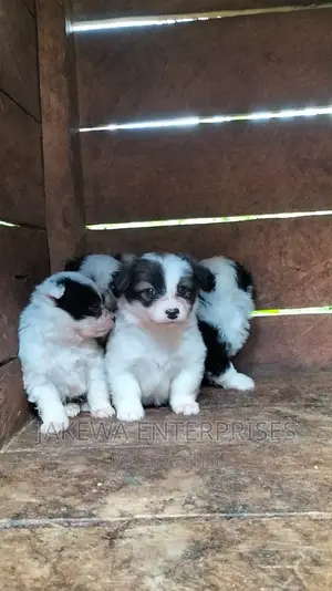 1-3 months Male Purebred Havanese