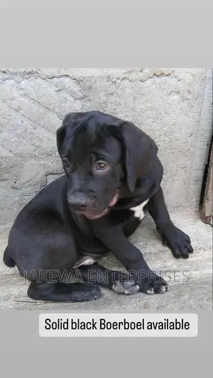 3-6 months Female Purebred Boerboel