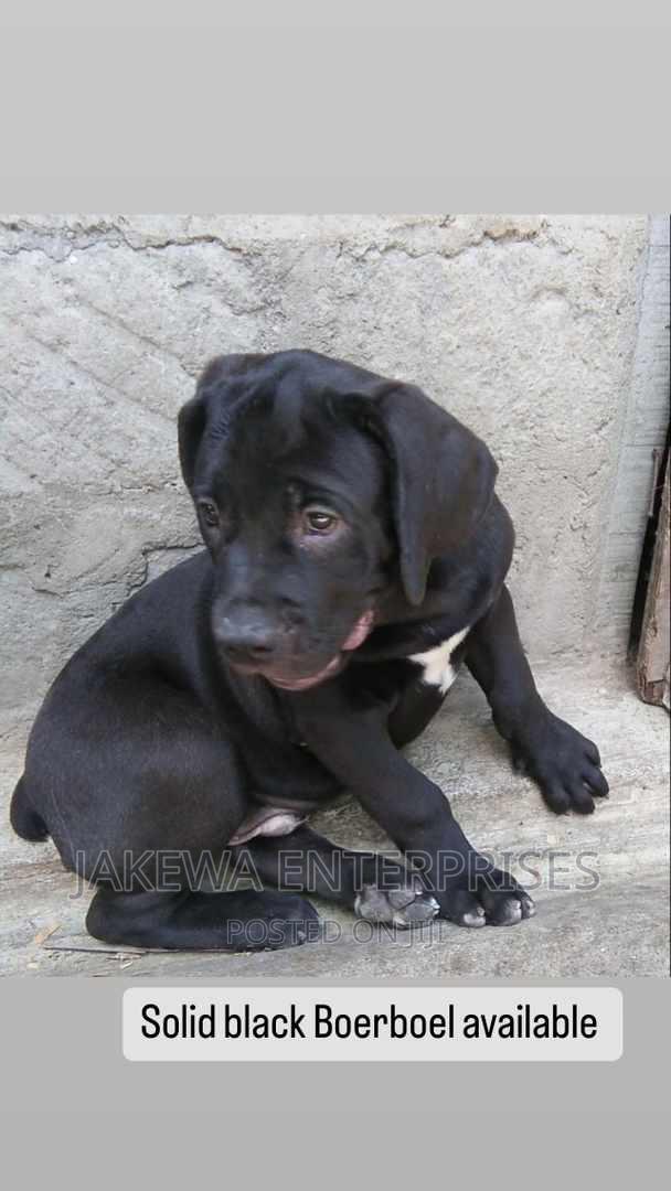 3-6 months Female Purebred Boerboel