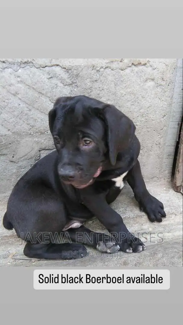 3-6 months Female Purebred Boerboel
