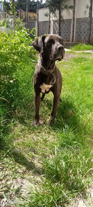 3-6 months Female Purebred Boerboel