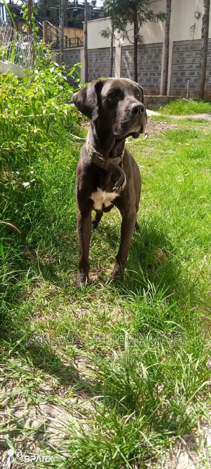 3-6 months Female Purebred Boerboel