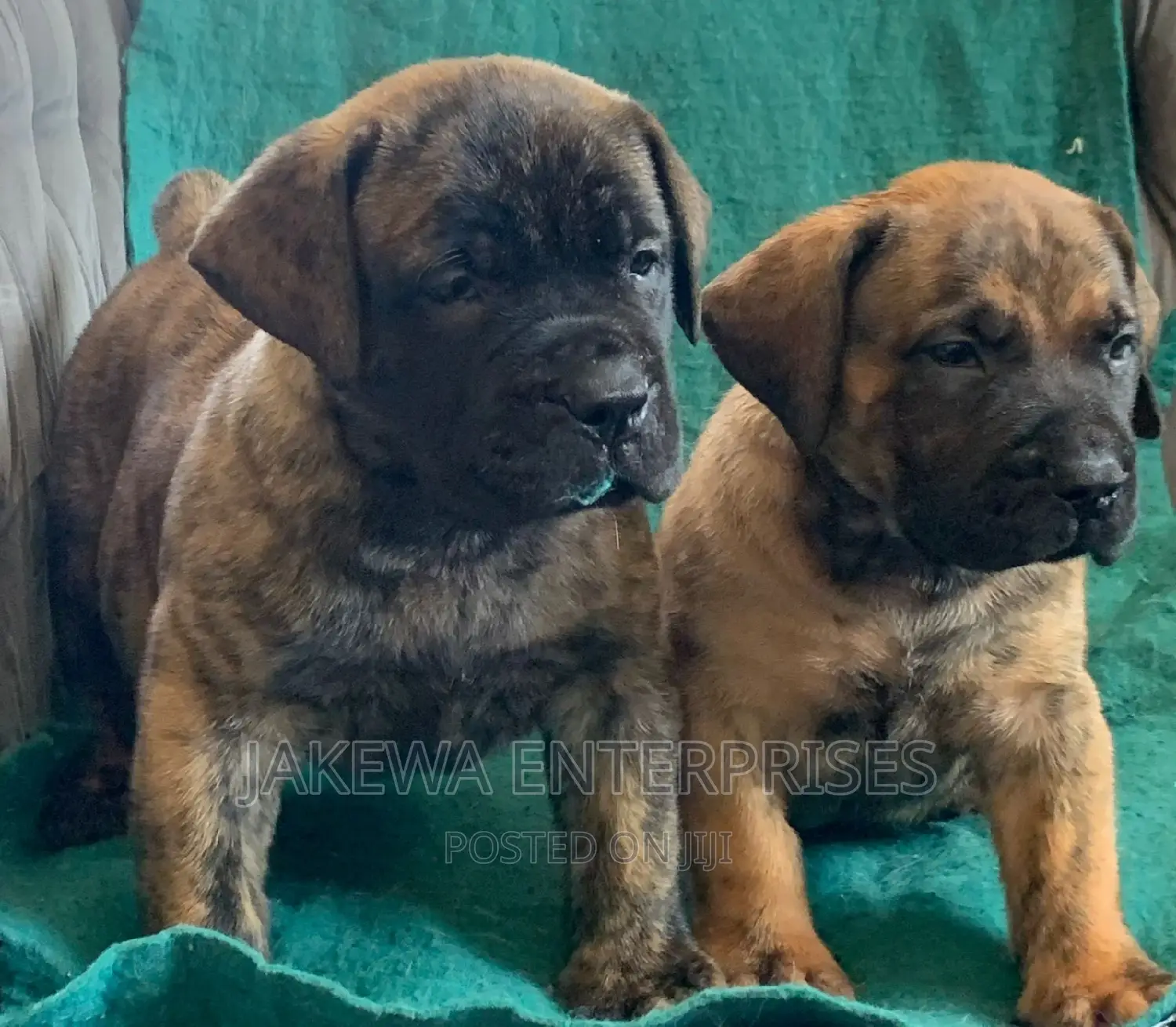 1-3 months Male Purebred Boerboel