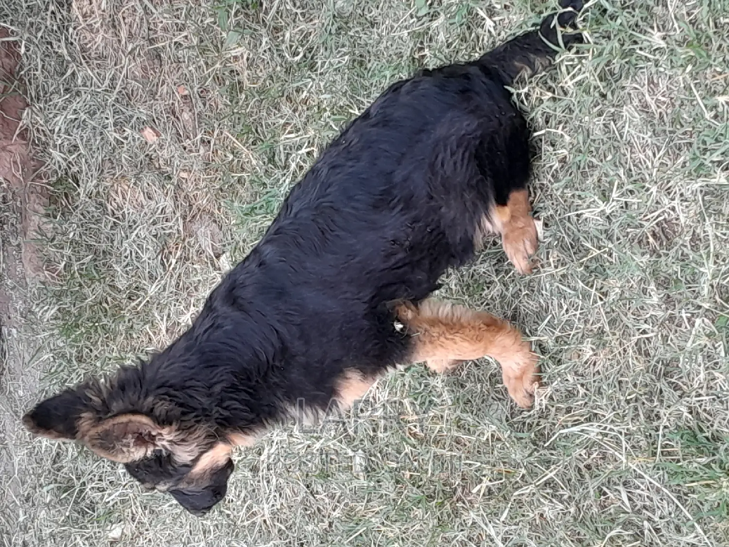 1-3 months Female Purebred German Shepherd