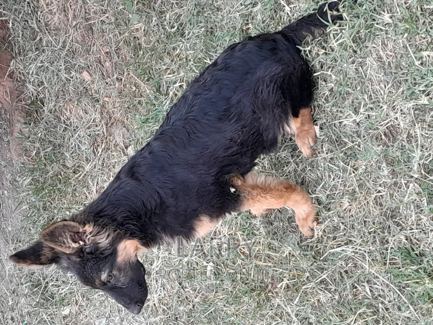 1-3 months Male Purebred German Shepherd