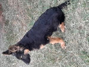 1-3 months Male Purebred German Shepherd - thumbnail 2