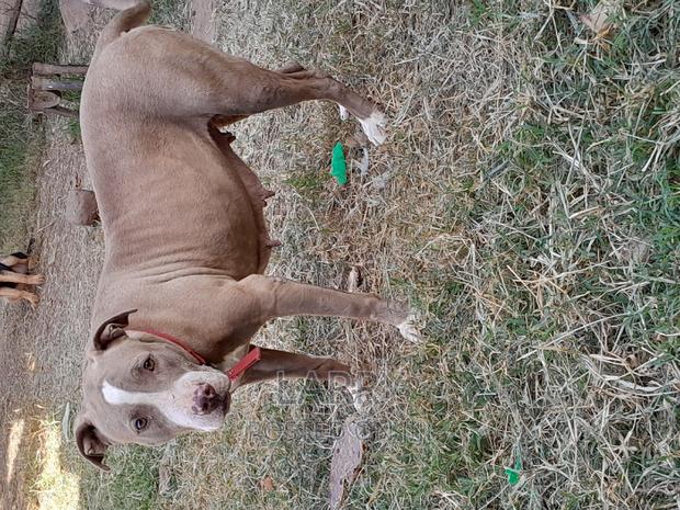 1-3 months Female Purebred American Pit Bull Terrier - main view