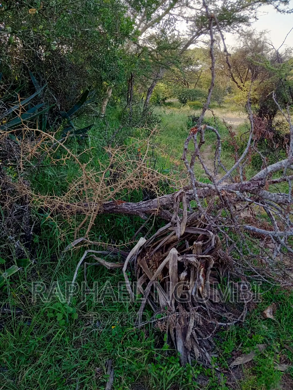 Mua Kamuthanga Machakos