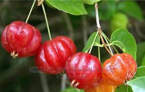 Brazilian Cherry Fruit Seedlings - thumbnail 2