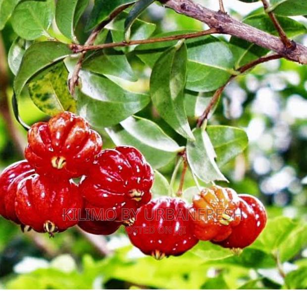 Brazilian Cherry Fruit Seedlings - thumbnail 3