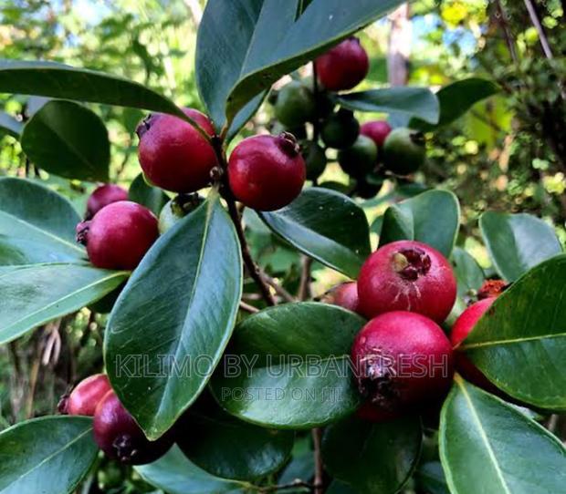 Cherry / Stawberry Guava Fruit Seedlings - main view