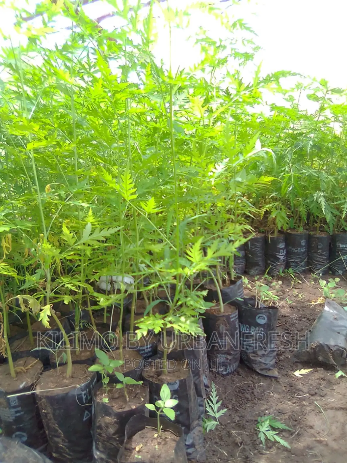 Melia Volkensii ( Mukau ) Tree Seedlings Moq 20.