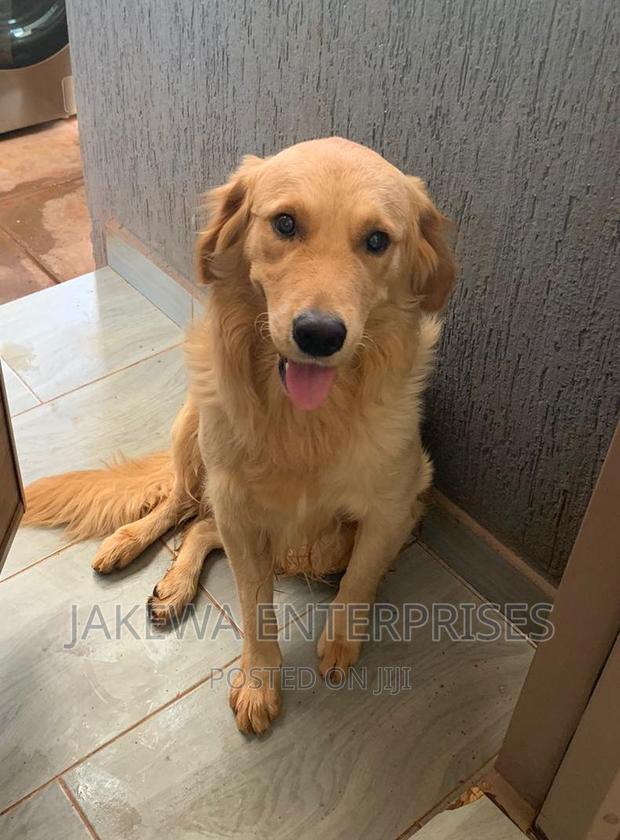 1+ year Female Purebred Golden Retriever