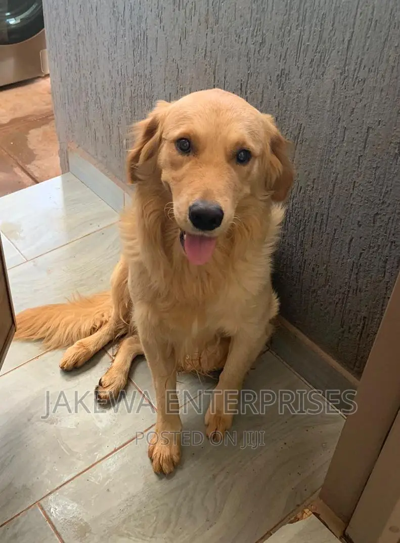 1+ year Female Purebred Golden Retriever