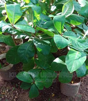 Indian Almond Seedlings - thumbnail 2