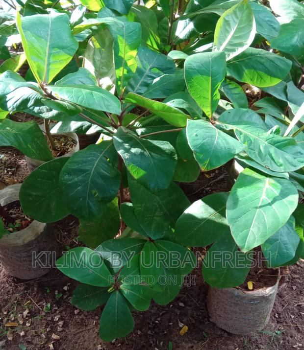 Indian Almond Seedlings - main view