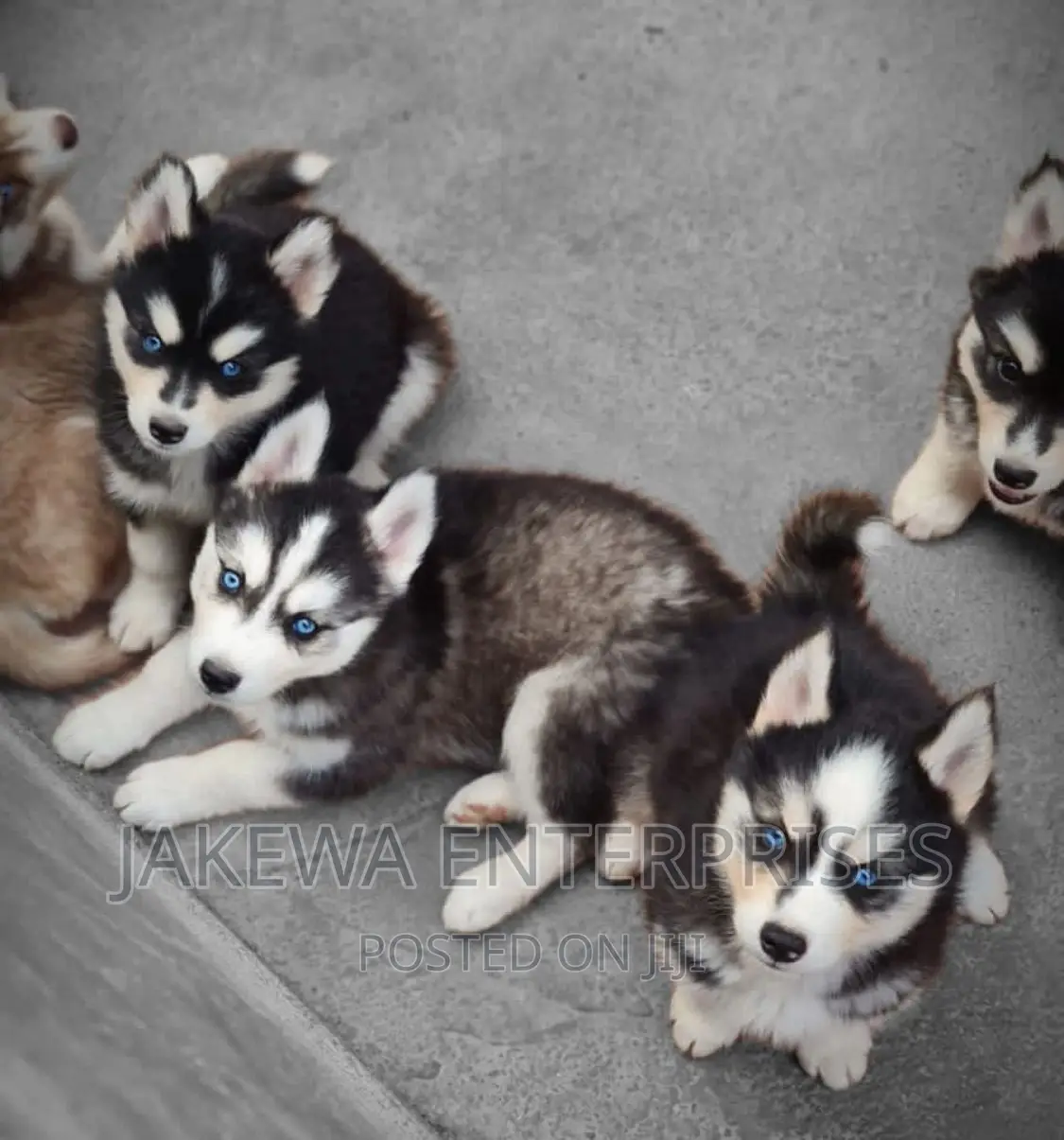 1-3 months Female Purebred Siberian Husky
