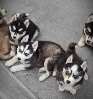 1-3 months Female Purebred Siberian Husky
