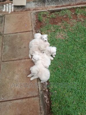 1-3 months Female Purebred Maltese - thumbnail 2