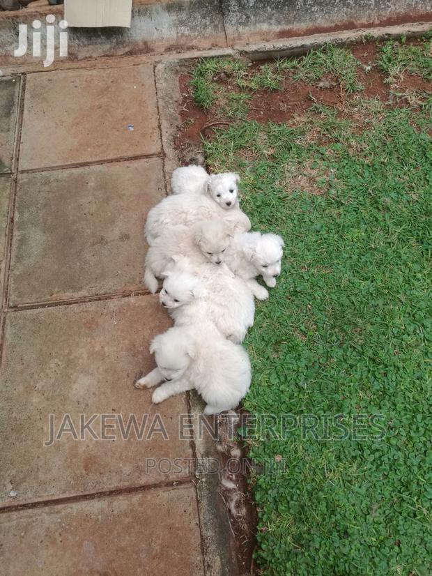 1-3 months Female Purebred Maltese - main view