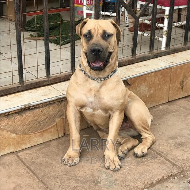 1+ year Female Purebred Boerboel - main view
