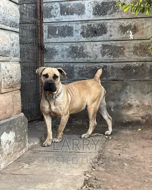 1+ year Female Purebred Boerboel