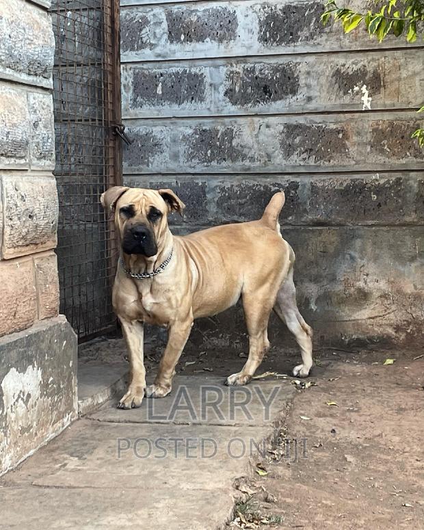 1+ year Female Purebred Boerboel - thumbnail 3