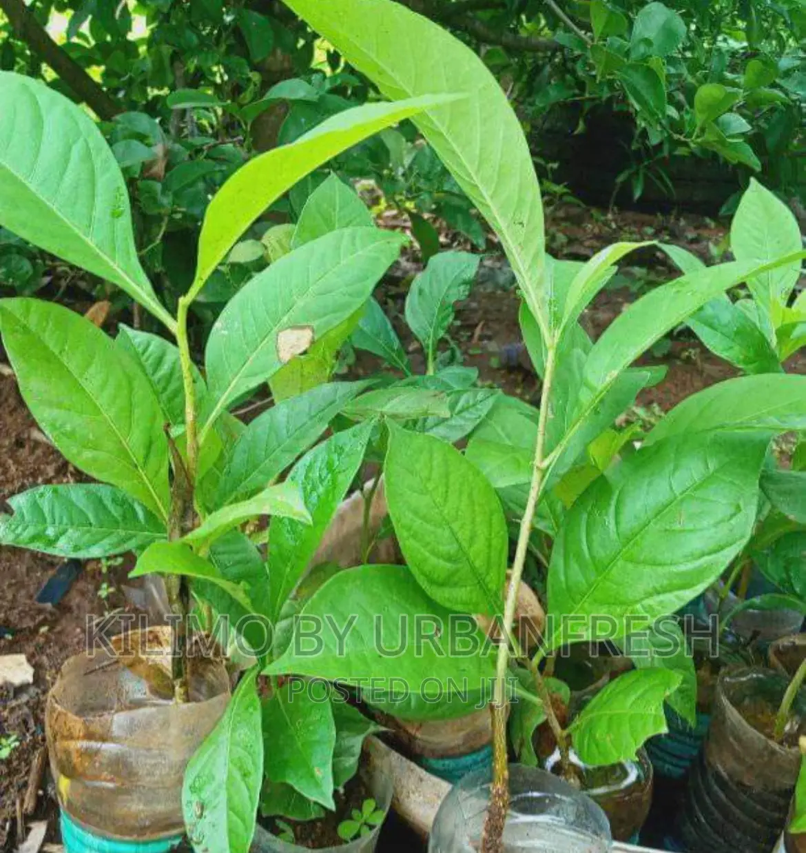 Baobab Tree Seedlings. ( Tree of Life )