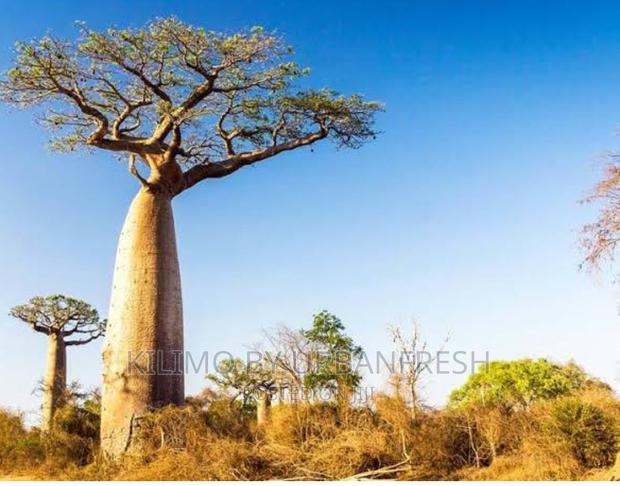 Baobab Tree Seedlings. ( Tree of Life ) - main view