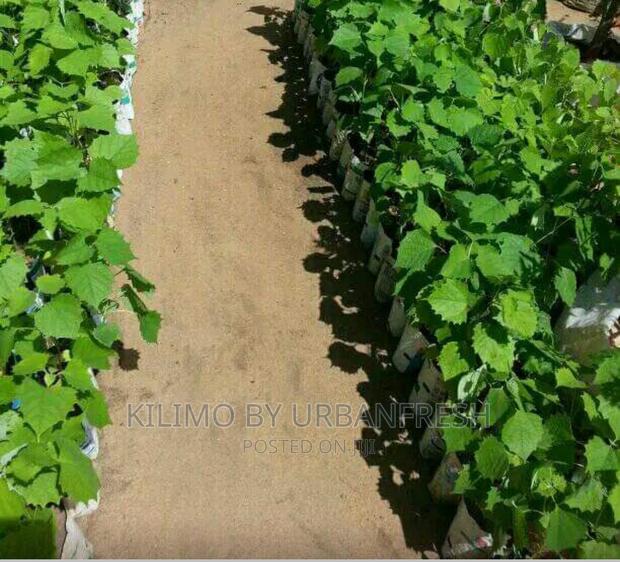 Arborea Tree Seedlings - main view