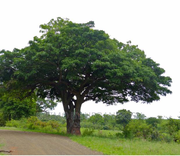 Pod Mahogany Tree Seedlings. - thumbnail 3