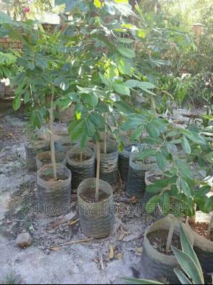 Pod Mahogany Tree Seedlings. - thumbnail 2