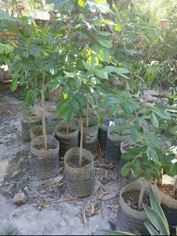 Pod Mahogany Tree Seedlings. - main view