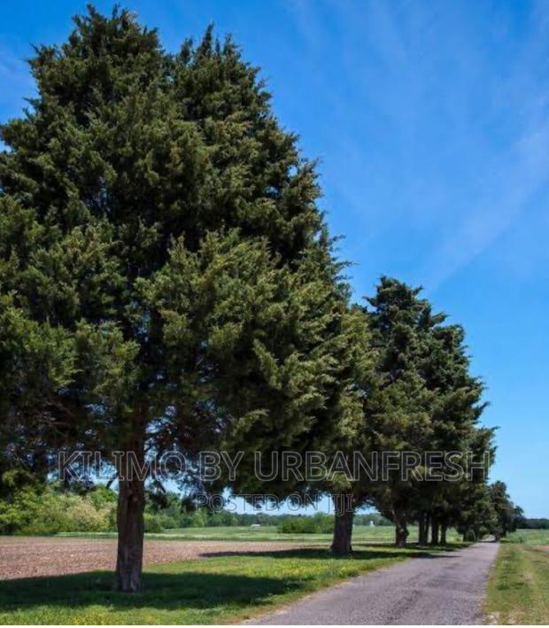 Red Cider Tree Seedlings Moq 10 - main view