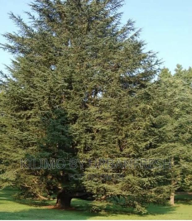 Red Cider Tree Seedlings Moq 10 - thumbnail 3