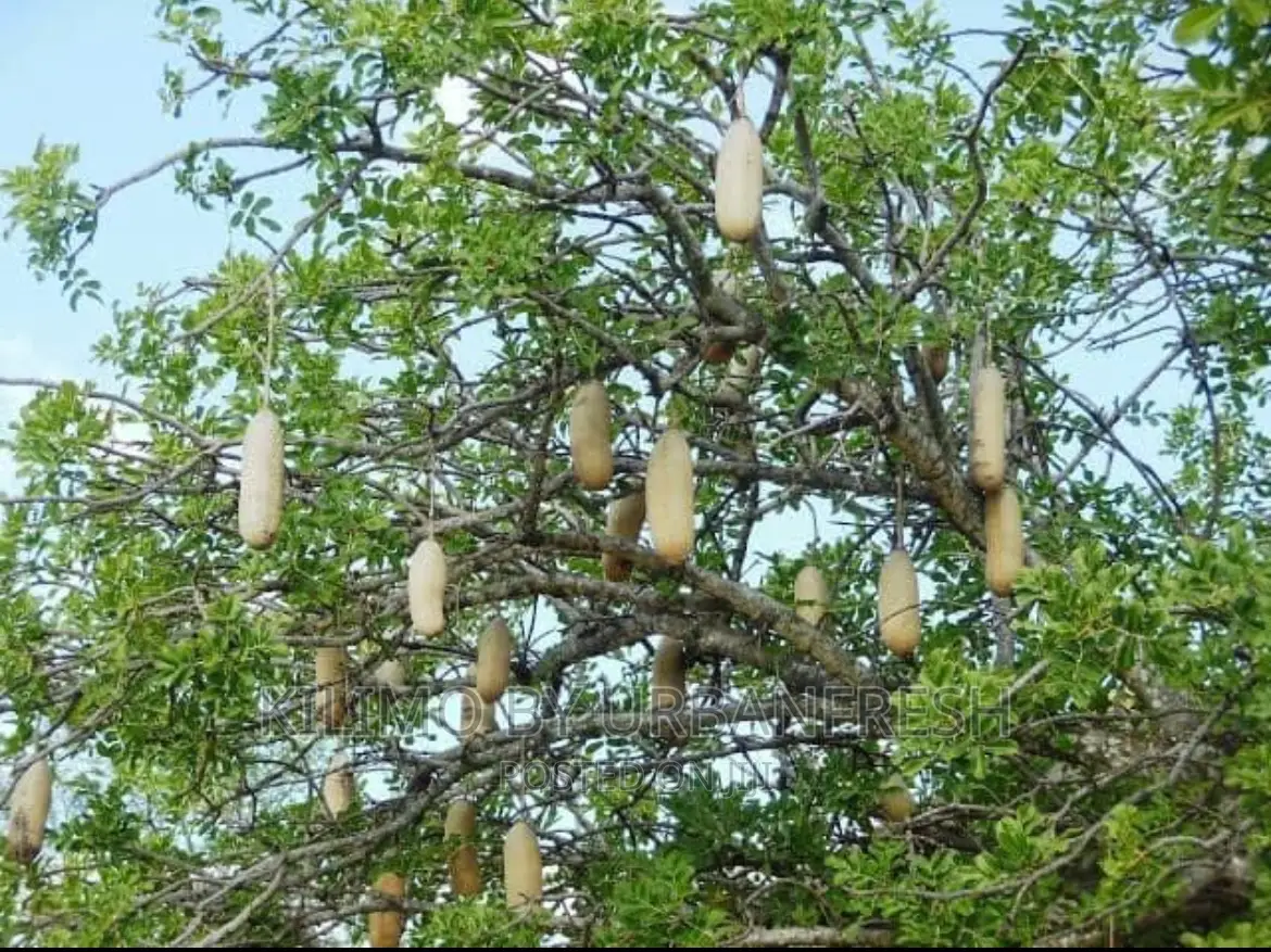 African Sausage Tree / Muratina Tree Seedlings