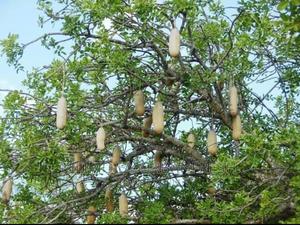 African Sausage Tree / Muratina Tree Seedlings - thumbnail 2