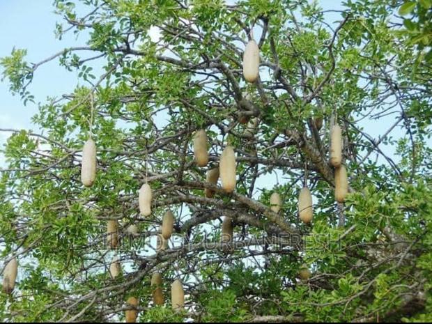 African Sausage Tree / Muratina Tree Seedlings - main view