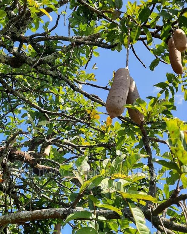 African Sausage Tree / Muratina Tree Seedlings - thumbnail 3