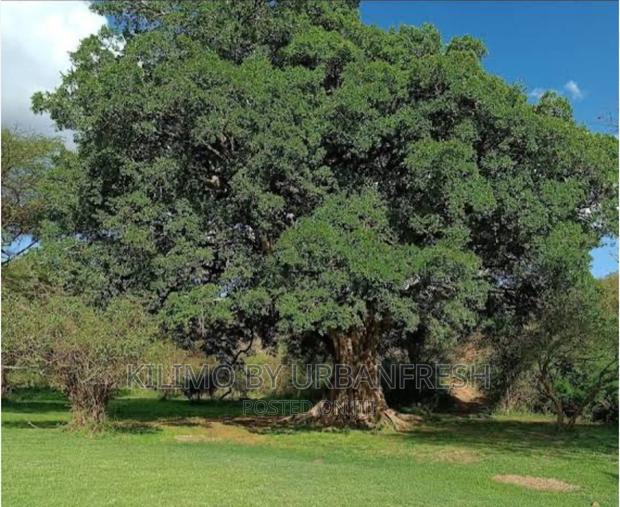 Mugumo Trew Seedlings - main view